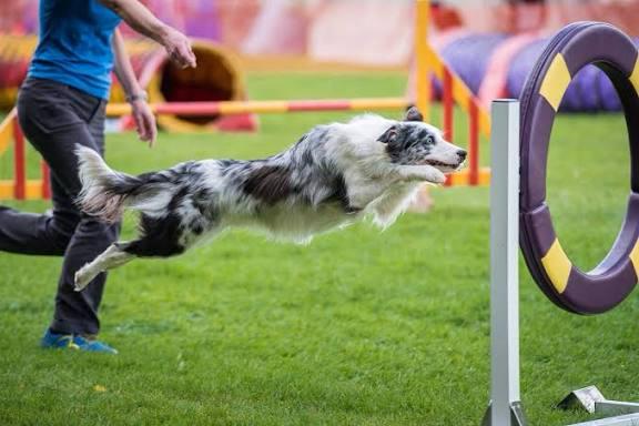 dog jumping through hoop
