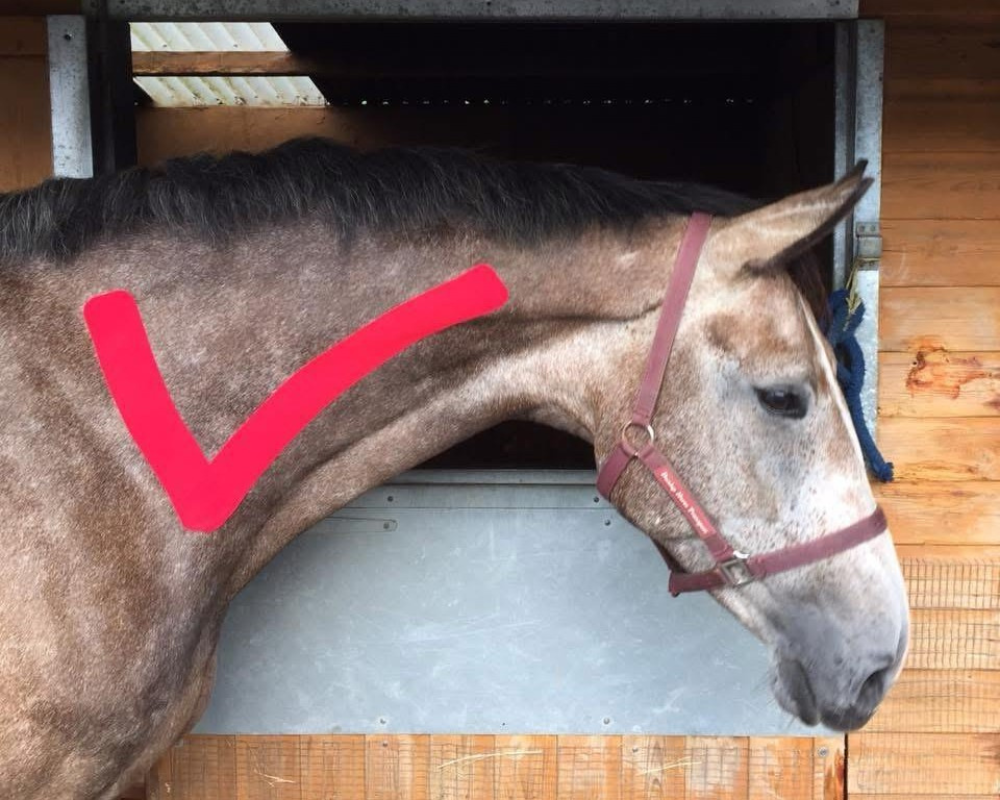 horse Kinesiology Taping