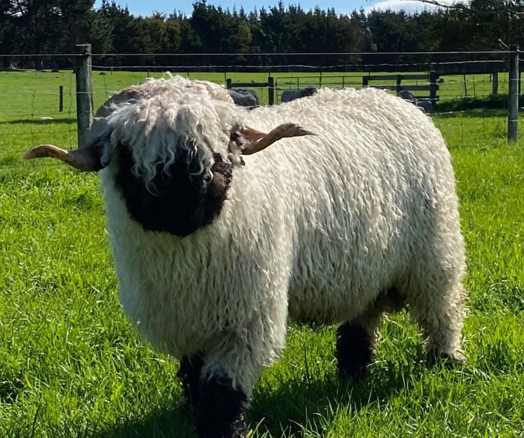 woolly sheep