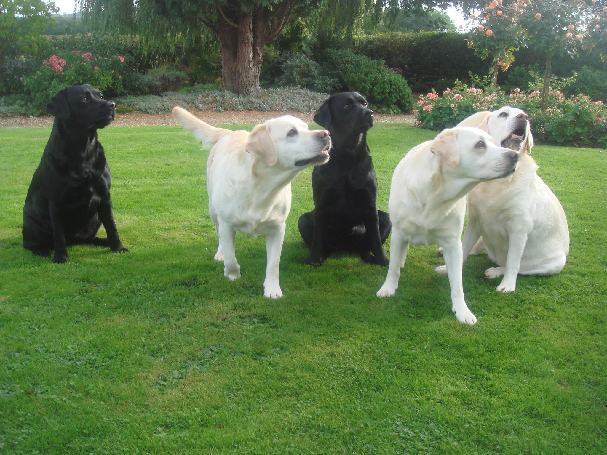 Sarah Hutton, Poolstead Labradors​